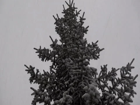 4K view of a high fir tree covered with snow in a strong snowfall Stock Footage 83642766