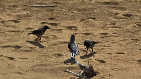 4k view of hooded crows on the beach Stock Footage 296827965