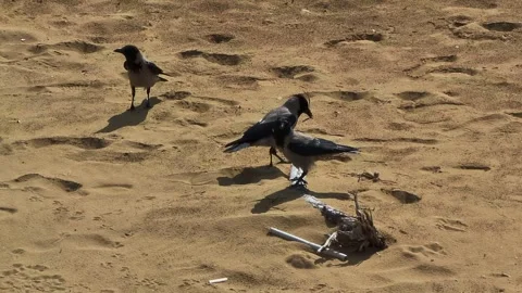 4k view of hooded crows on the beach Stock Footage 296828914