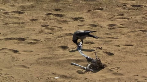 4k view of hooded crows on the beach Stock Footage 296830173