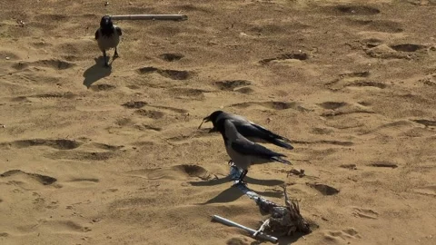 4k view of hooded crows on the beach Stock Footage 296830216