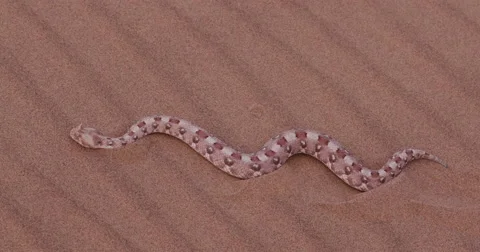 4K view of horned adder moving over the sand showing lateral undulation Stock Footage 64711339