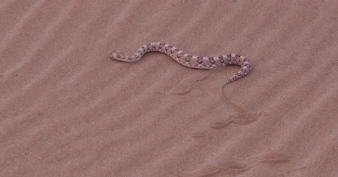 4K view of horned adder moving over the sand showing lateral undulation Stock Footage 64711344