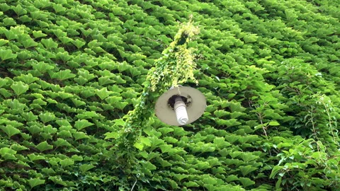4K view of lantern and a wall covered with dense green ivy leaves. Stock Footage 95727044