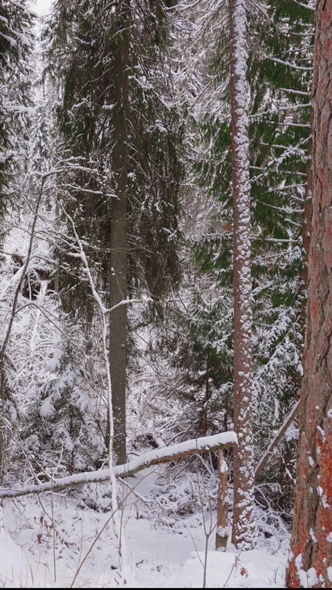 4k, view of larch, pine and other trees covered with a thick layer of white snow Video stock 326989607