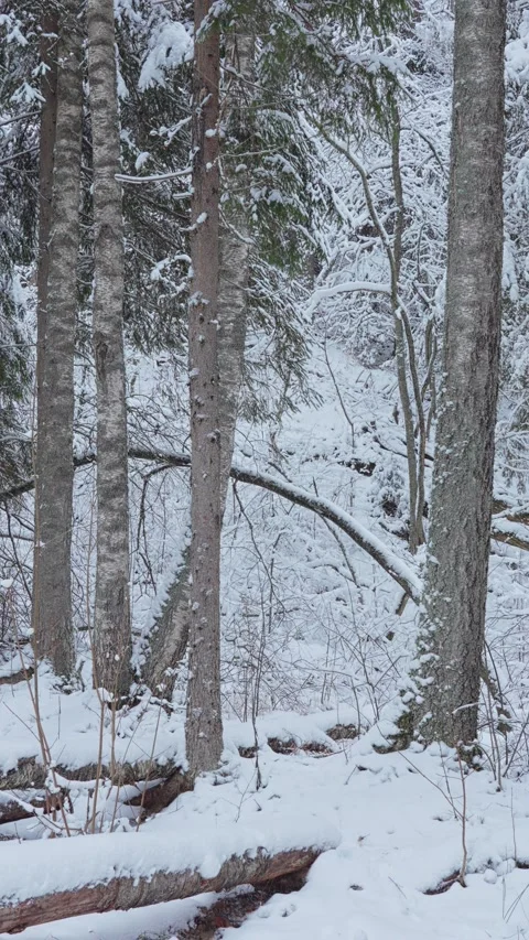 4k, view of larch, pine and other trees covered with a thick layer of white snow Video stock 326989887