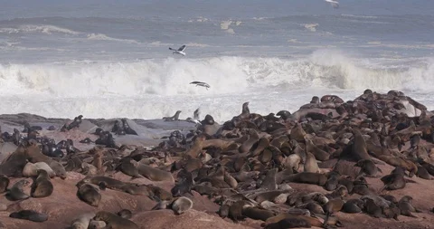 4k view of a large group of Cape fur seals with pups, Skeleton Coast National Stock Footage 95203609