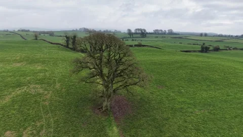 4K View of Lone Tree in Green Field Under Cloudy Sky Stockbeeldmateriaal 332802956