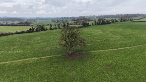 4K View of Lone Tree in Green Field Under Cloudy Sky 库存影片 332802962