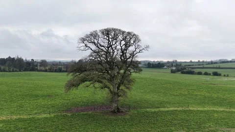 4K View of Lone Tree in Green Field Under Cloudy Sky 스톡 동영상 332803015