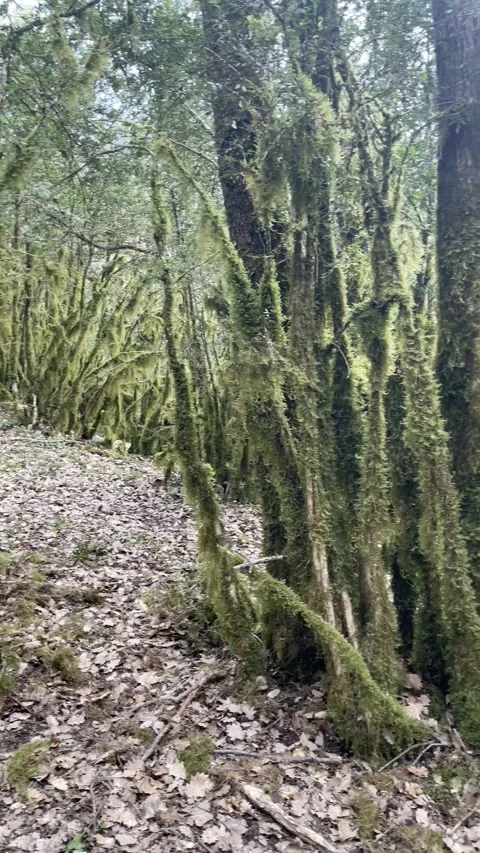 4K view of a lush forest with moss-covered trees and a ground blanketed in dry Stock Footage 311412178