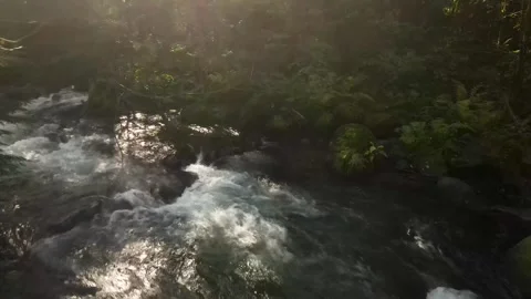 4K View over small forest stream Stock Footage 241140688