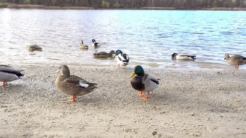 4K view of a pair of ducks walking along the shore Video stock 331719461