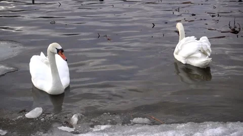 4K view of a pair of white swans swimming calmly in a winter lake. Stock Footage 332191244