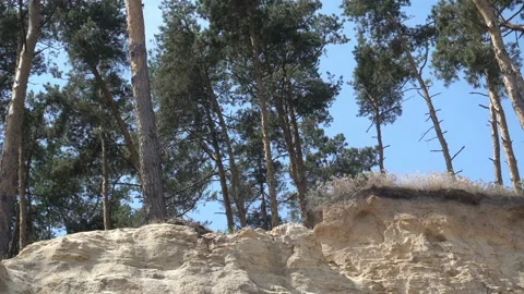 4K view of a pine forest Stock Footage 170558573