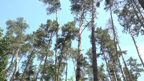 4K view of a pine forest Stock Footage 171413110