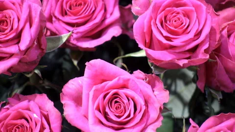 4K view of pink roses as a background Stock Footage 130429683