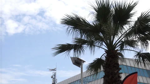4K view of plane flying low over a building and a palm tree Stock Footage 127640345