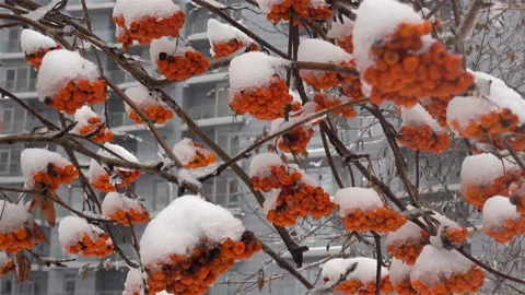 4K view of red rowan berries on branches covered snow Stock Footage 135735507