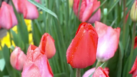 4K view of red tulips in dew on a flower bed close-up. Stock Footage 88265782