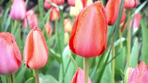 4K view of red tulips in the wind on a flower bed close-up. Stock Footage 88265843