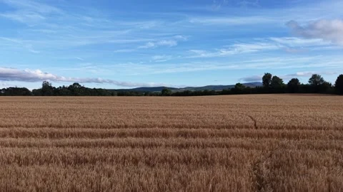 4K View of Ripe Grain Field Bordering Forest Under Cloudy Sky Stock Footage 338258776