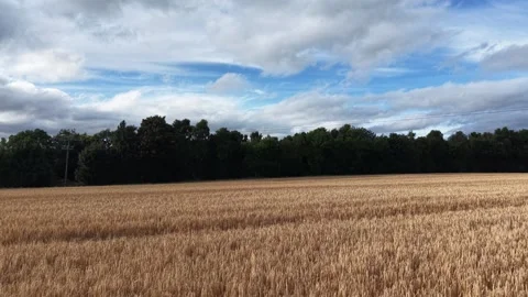 4K View of Ripe Grain Field Bordering Forest Under Cloudy Sky 스톡 동영상 338258797