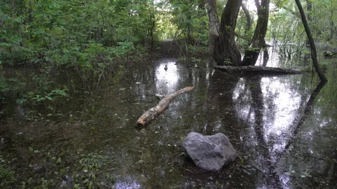 4K view of the river spilling in the forest. Stock Footage 199680015