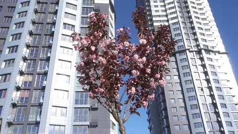 4K view of a sakura tree from among the skyscrapers. Stock Footage 170543911