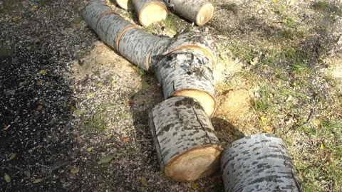 4K view of a sawn tree trunk on the ground. Stock Footage 233029518