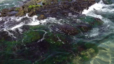 4K view of the sea waves rush into a stone reef covered with algae. Stock Footage 92363291