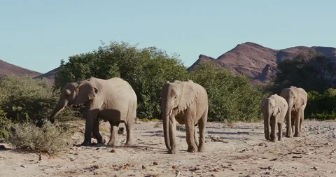 4K view of six desert elephants walking in the Hoanib Valley, Namib Desert, Stock Footage 102752129