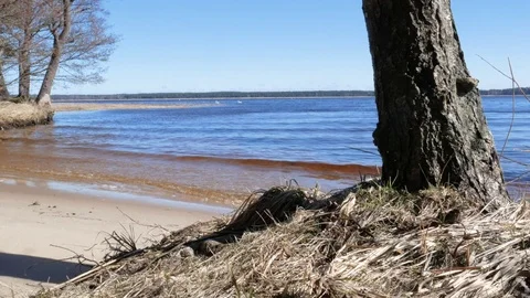 4K view of a small bay on the beautiful lake with a tree behind Stock Footage 73953243