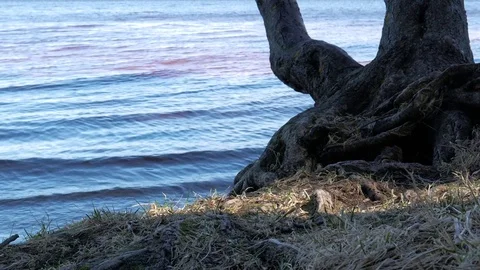 4K view of a small bay on the beautiful lake with a tree behind Stock Footage 73958195