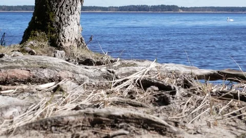 4K view of a small bay on the beautiful lake with a tree behind Stock Footage 73960075