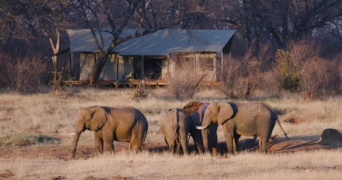 4K view of a small group of elephants walking away from a waterhole after Stock Footage 102757657