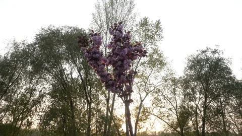4K view of a small tree of blooming cherry at sunset. Stock Footage 129938886