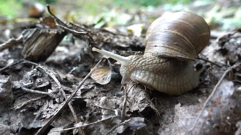 4K view of a snail crawling close-up Stock Footage 135411007