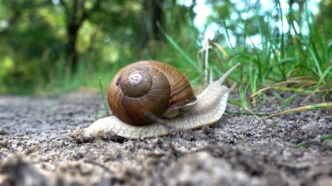 4K view of snail in the sink crawls along the ground Stock Footage 95734352
