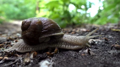 4K view of snail in the sink crawls along the ground Stock Footage 112340771