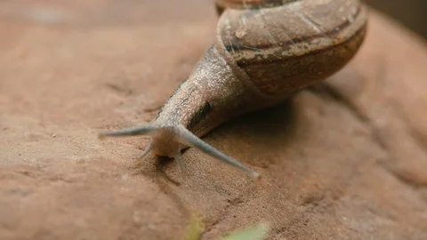4K view of snail in the sink crawls along the ground into the green grass. Cl Stock Footage 121084569