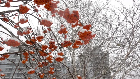 4K view of snow-covered branches of rowan berries Stock Footage 170541362