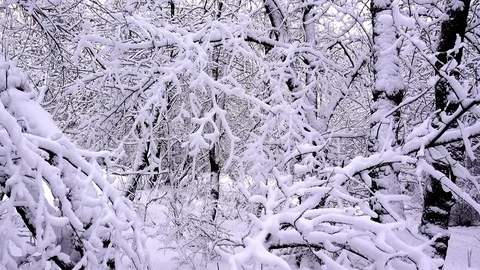 4K view of snow-covered trees in the forest after a heavy snowfall. Stock Footage 83408757