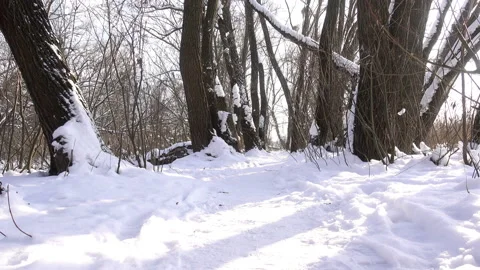 4K view of a snowy path in a park. Stock Footage 213329227