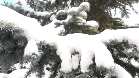 4K view of a spruce tree covered with snow Stock Footage 165656948