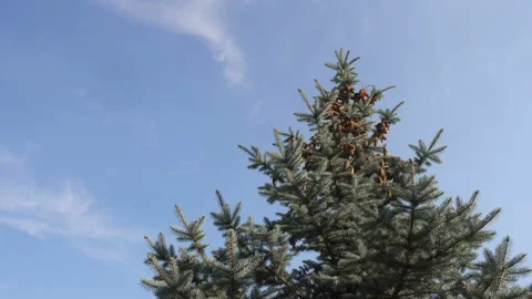 4K view of spruce tree Stock Footage 153403738