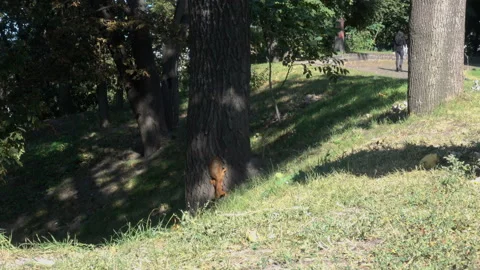 4K view of a squirrel running in a summer park Stock Footage 231410737
