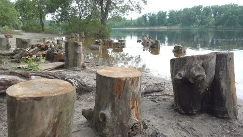 4K view of the stumps on the river bank. Stock-Footage 199679869