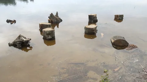 4K view of the stumps in the water Stock Footage 213353046