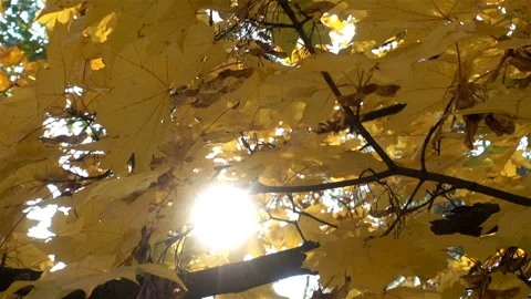 4K view of sunlight on yellow maple leaves. Stock Footage 124524640